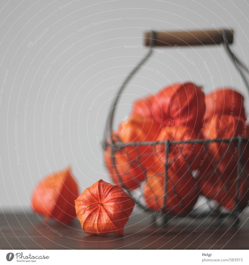 autumnal decoration... Plant Autumn Chinese lantern flower Fruit Physalis Decoration Basket Wire basket Lie Stand To dry up Living or residing Esthetic