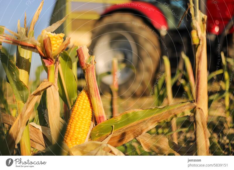 Agricultural vehicle in the field harvesting maize maize crop Agriculture Field Extend Maize Maize field Maize plants Tractor Harvest reap work Farm Rural