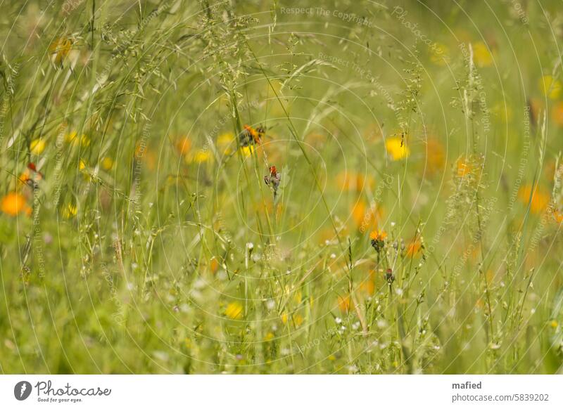 Orange hawkweed on a wild meadow wildflower meadow orange hawkweed Hieracium aurantiacum Nature Plant Blossom Insect repellent Colour photo