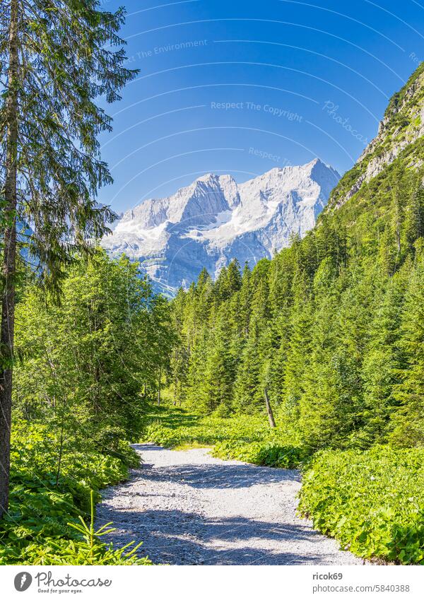 Landscape in the Rißtal valley near the Eng Alm in Austria Riss Valley Narrow Alps mountain Karwendel Tyrol Narrow valley Vomp black Nature Peak Summer Tree