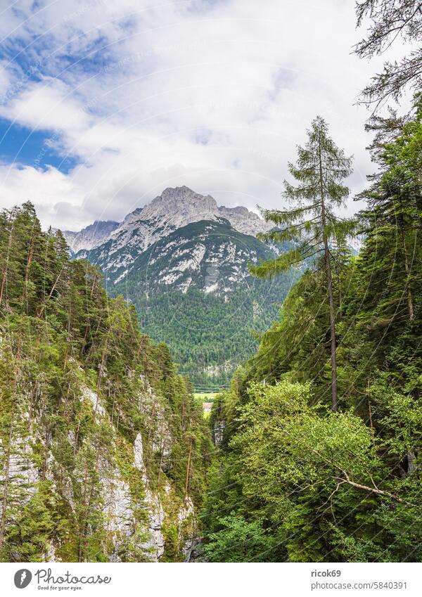 View of the Karwendel mountains near Mittenwald Alps Bavaria Landscape Nature County Garmisch-Partenkirchen Peak Karwendelgebirge Summer Tree Forest Grass