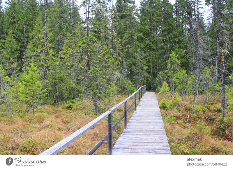 Bridge over a swamp in the forest moss bridge plant wooden trees bushes pines leaf path green nature pass botanical botany climate environment environmental