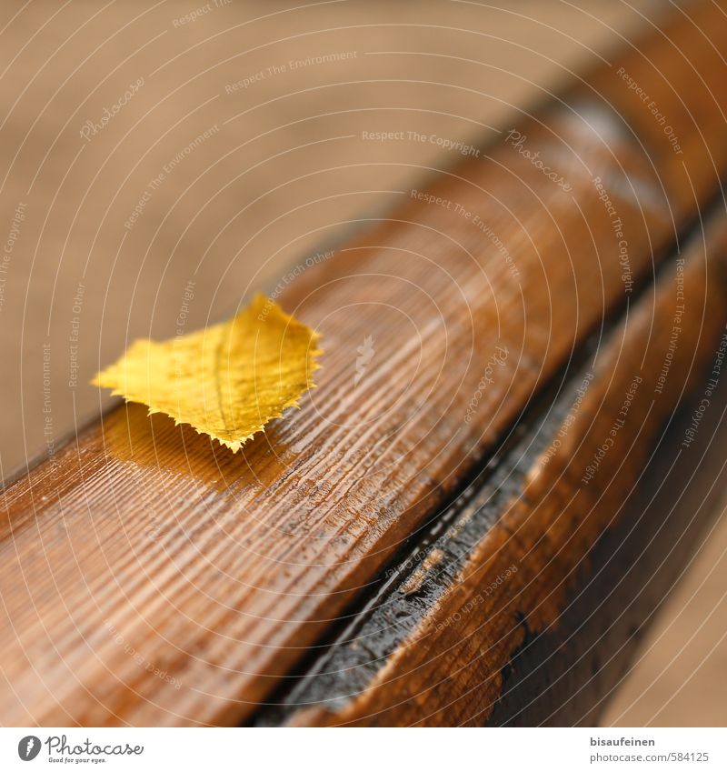 Expiration date exceeded but still jagged in Q Nature Tree Leaf Wet Brown Yellow Gold wooden rail Rod rainwater Autumn leaves Autumnal Playground Colour photo