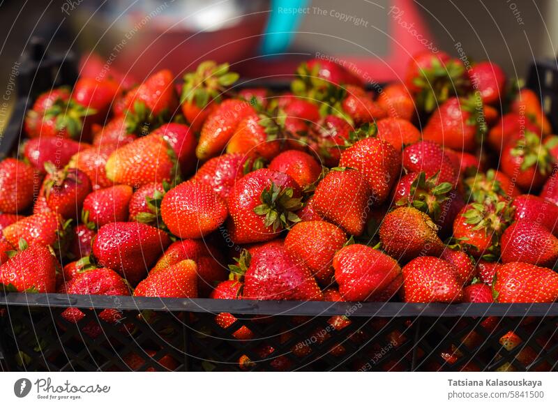 Close-up of a box of ripe juicy strawberries in the garden in the sunlight. Strawberry harvest on a farm or in a private garden. close-up strawberry harvest
