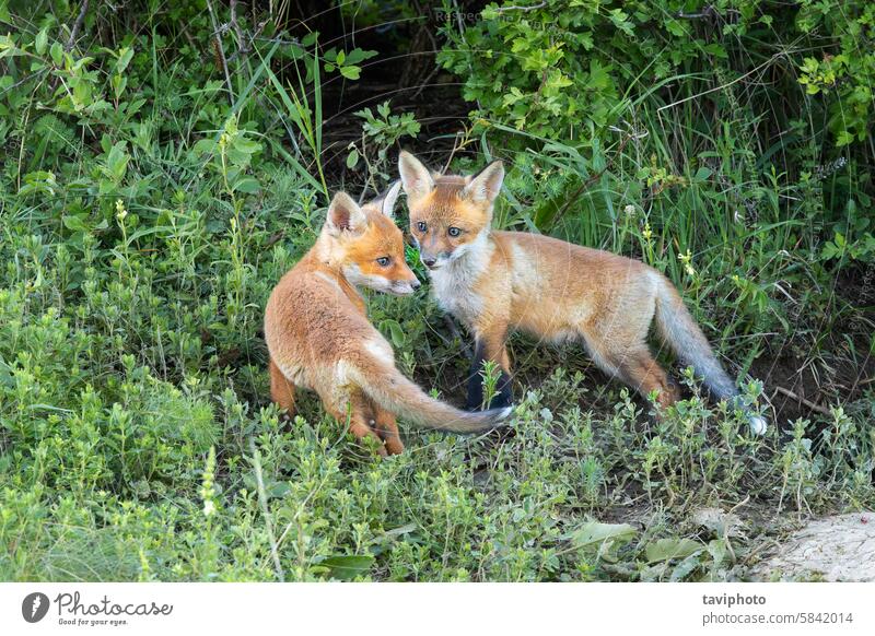 two young red fox brothers adorable alert angry animal baby beast beautiful brotherhood brown burrow carnivore childhood close-up cub cute den european