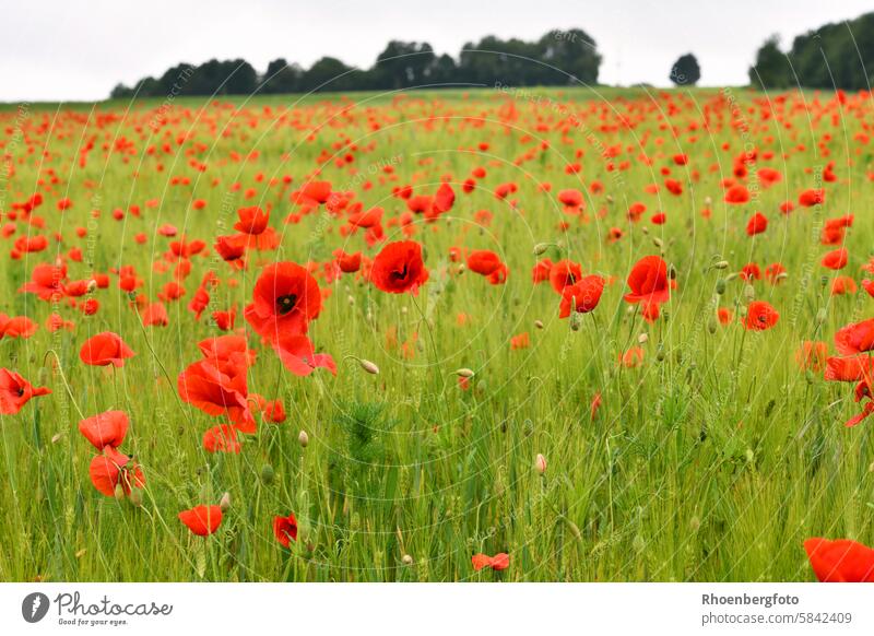 Bright poppies in a field Poppy Field luminescent Red red Season Spring Summer Barley Grass grasses Landscape Nature inflorescence Blossom blossom Poppy capsule