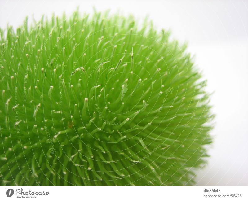 cocuma Green Small Oval Round Things Table decoration Thorn cocumas Cucumber plant