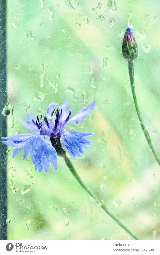 Cornflower and bud, wet after a rain shower... Photographed through the window of a bus stop pretty Intensive Blossoming Blue Flower Plant naturally Summer