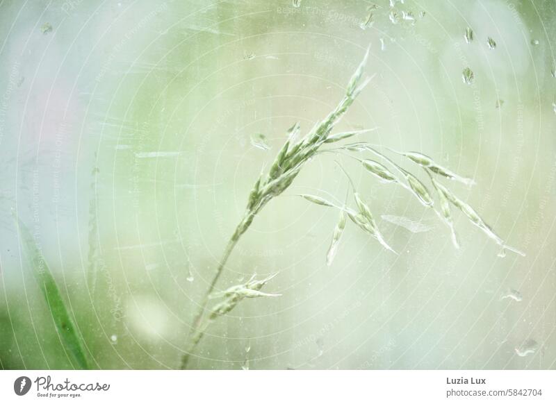 Grasses, wet after a rain shower... Photographed through the window of a bus stop pretty Intensive Plant naturally Summer Nature raindrops Wet Delicate Green