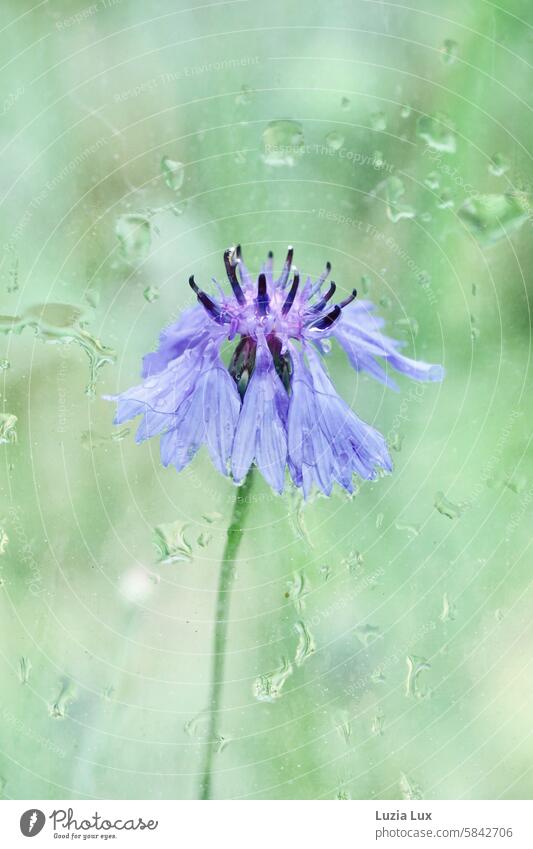 Cornflower, wet after a rain shower... Photographed through the window of a bus stop pretty Intensive Blossoming Blue Flower Plant naturally Summer Nature