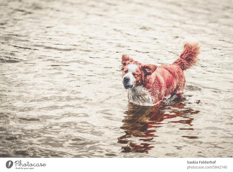 St Bernard dog standing in lake Dog Saint Bernard nature outdoors pets happy dog cute Animal doggy
