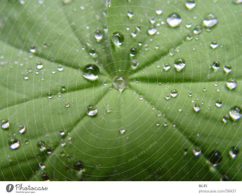 wet leaf Wet Leaf Drops of water Damp Palm tree Bushes Nature Water Close-up water features