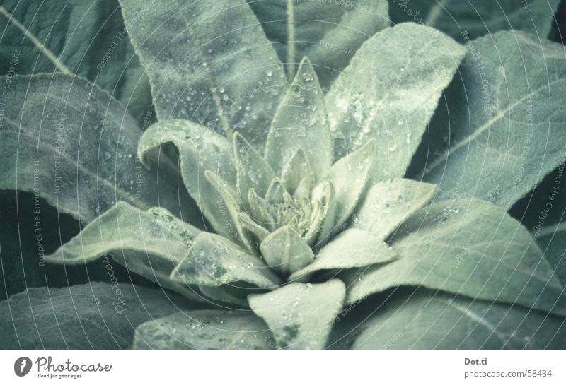 Mullein leaves with dew drops analogue Verbascum bombyciferum Medicinal plant shrub plant Garden Nature Plant Drops of water Leaf Foliage plant Park Growth
