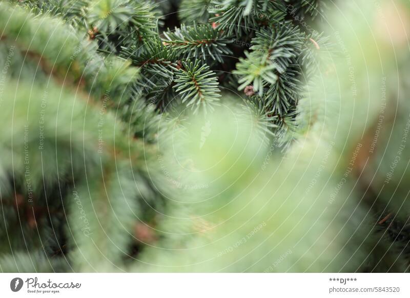 Lush light green and dark green fir branches with a sharply unseen gradient. Fir branch fir tree Fir tree Fir needle fir forest Green Plant flora fauna tart
