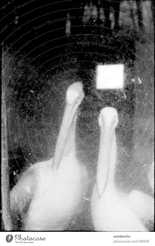 pelicans Pelican Bird Zoo Enclosure Penitentiary Keeping of animals Bird 'flu