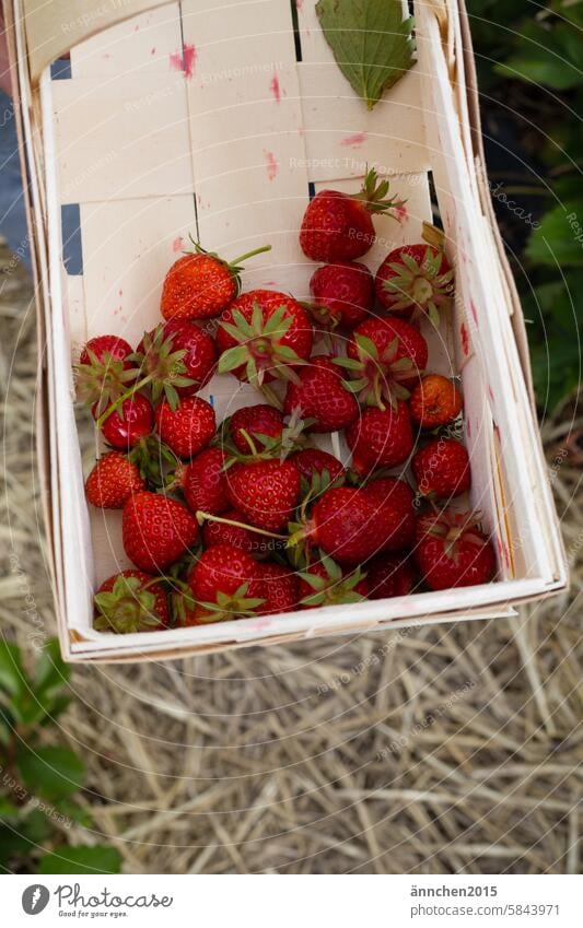 a wooden basket filled with a few strawberries in a strawberry field Strawberry Summer fruit Pick Red Basket Country life Harvest - plant Fruit Fresh Field