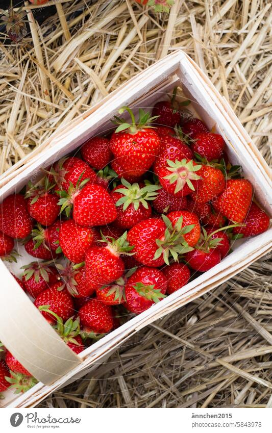 a wooden basket filled to the brim with strawberries stands on straw Strawberry Summer fruit Pick strawberry field Red Basket Country life Harvest - plant Fruit