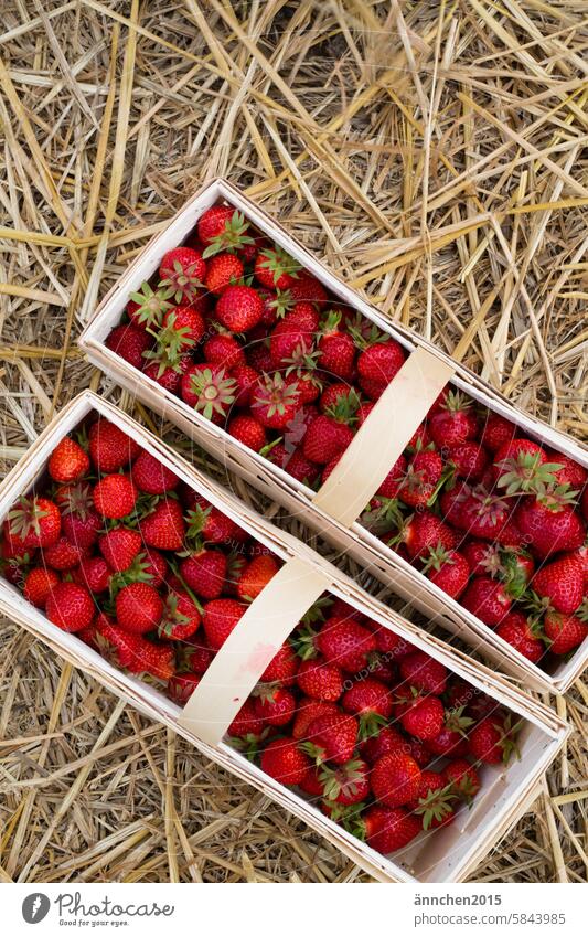 two wooden baskets filled to the brim with strawberries stand next to each other on straw Strawberry Summer fruit Pick strawberry field Red Basket Country life