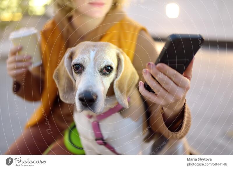 Hipster woman drinks coffee while walking with old Beagle dog along city street. Girl, dog owner, searches for pet products on the Internet using smartphone applications. Vet emergency care for pets