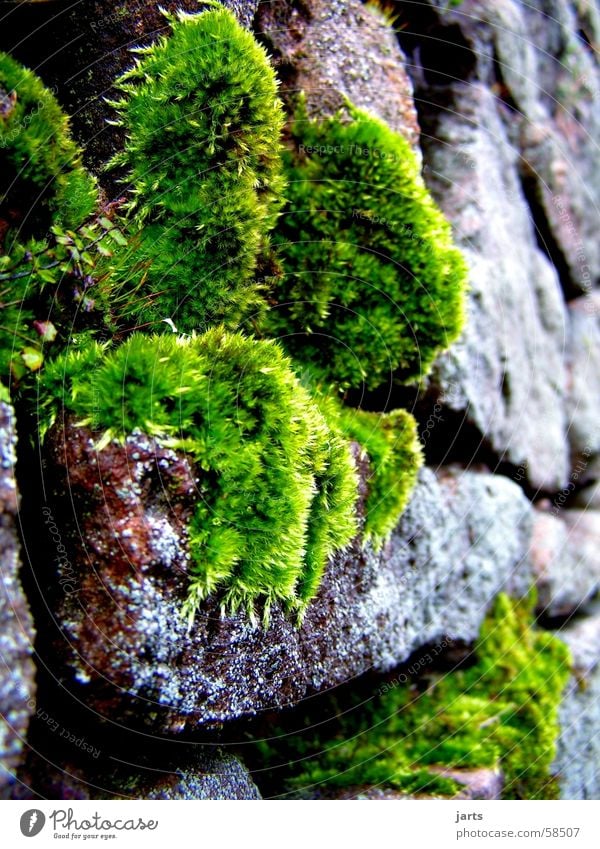 wall moss Wall (barrier) Green Stone wall Wall moss Plant jarts Moss
