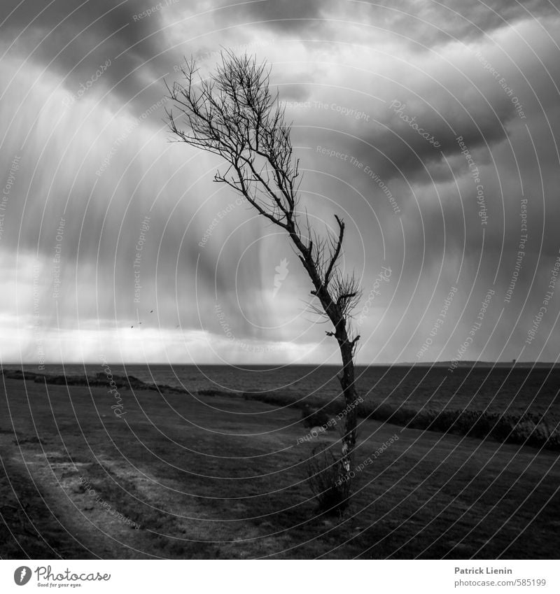 Against the wind Environment Nature Landscape Elements Air Water Clouds Storm clouds Autumn Climate Weather Bad weather Wind Rain Thunder and lightning Plant