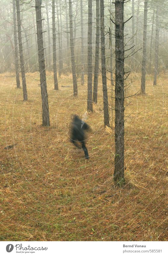 Run Forest!! Human being 45 - 60 years Environment Nature Autumn Plant Tree Brown Gray Green Black Escape Walking Hooded (clothing) Jacket Running Pine