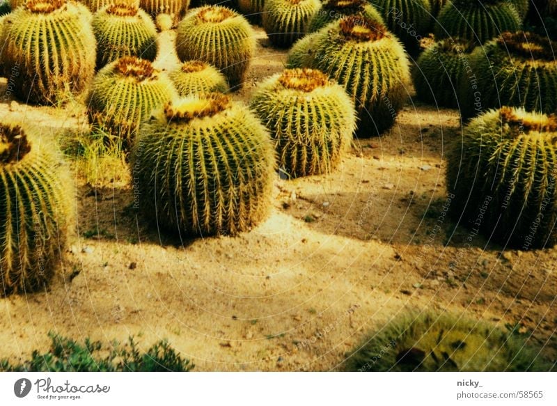 spiked parade Cactus Green Field Cactus field Window board Pain auuutsch I fell into a cactus field. Thorn my little green cactus