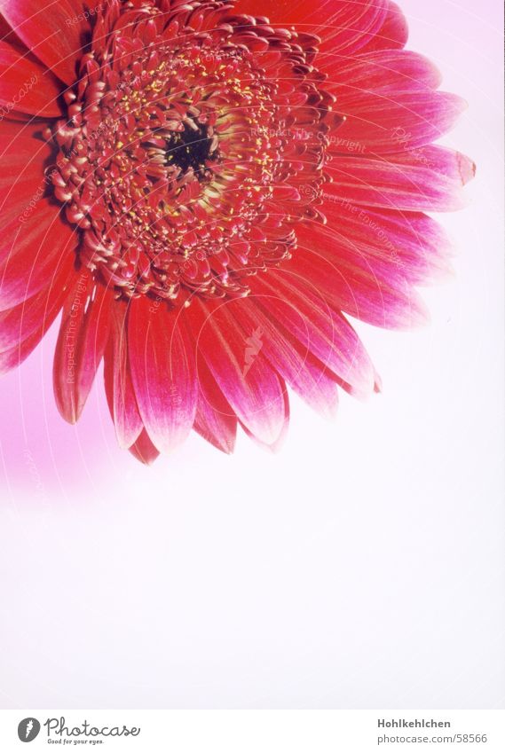 flowery flowers Plant Flower Gerbera Red Pink Close-up Studio shot Kitsch Intensive Partially visible Fragrance Odor