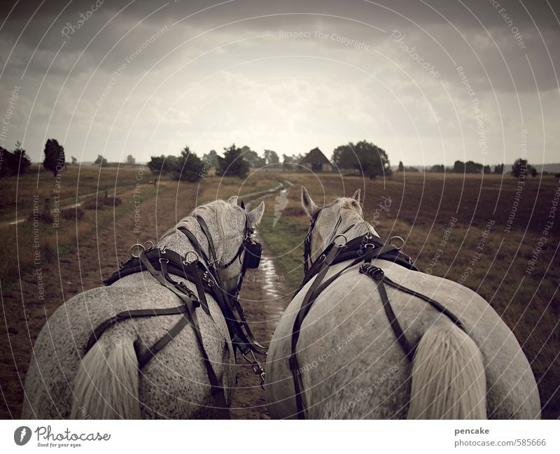 breakup Nature Landscape Elements Autumn Luneburg Heath Lanes & trails Horse-drawn carriage Animal 2 Sign Moody Warm-heartedness Curiosity Gray (horse)