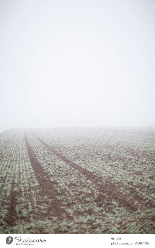 dreariness Environment Nature Landscape Autumn Bad weather Fog Field Natural Gray Green Colour photo Subdued colour Exterior shot Deserted Copy Space top