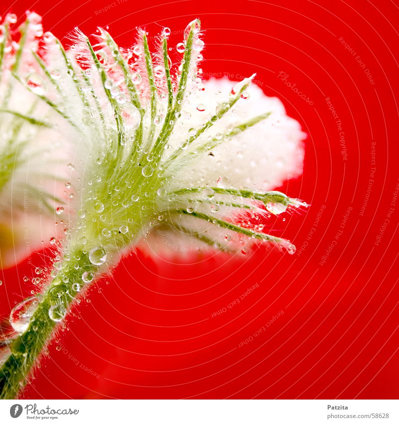 Little hairy little shit. Flower Plant White Red Green Summer Spring Drops of water Rain Anemone Dew Water