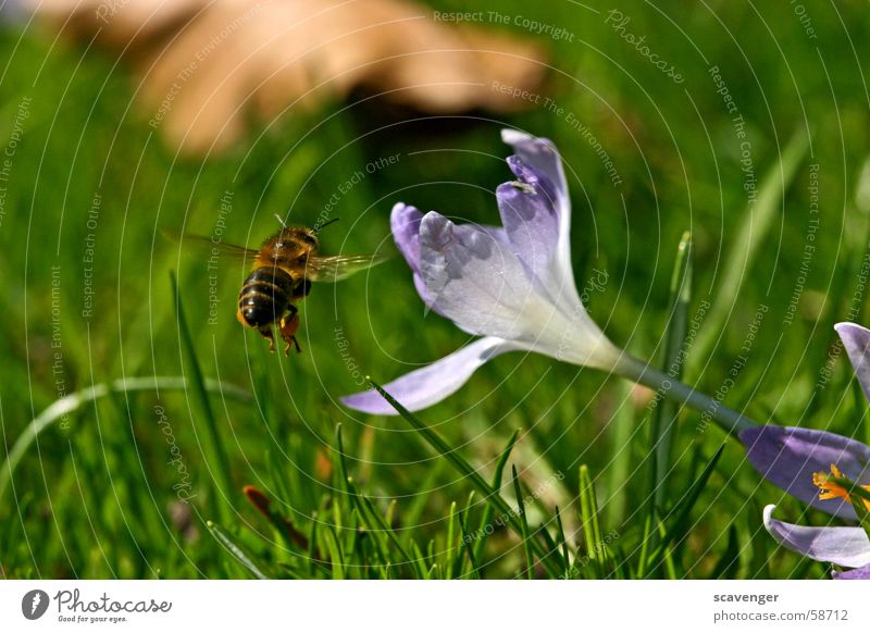 commuting distance Bee Wasps Bumble bee Insect Blossom Grass White Violet Green Spring Hover Air Aerial photograph Near Far-off places Summer Sun
