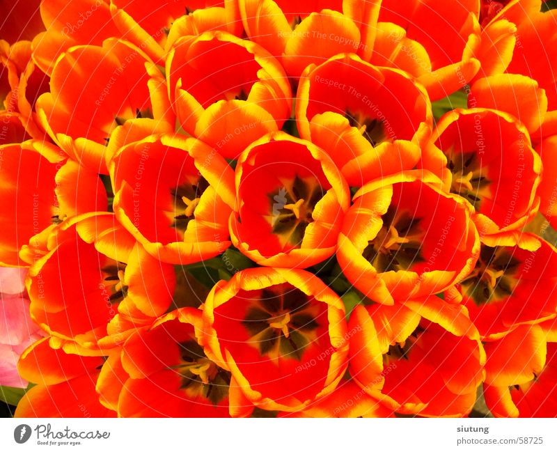tulips Tulip Flower Keukenhof Nature the netherlands flowers colour color
