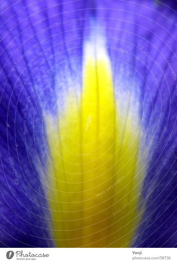 Iris III Leaf Iridaceae Plant Yellow Flower Delicate Fragile Blossom Blossom leave Lily Easy Thread Macro (Extreme close-up) Close-up Nature Blue Smooth Colour