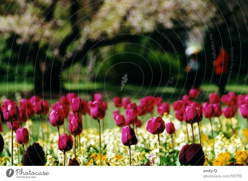 tulips by the window Flower Tulip Flower meadow Meadow Plant Red Spring Summer Multicoloured Garden Colour Bright Tulip blossom Flowerbed Park
