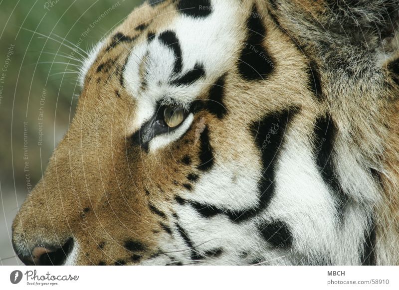 tiger's eye Tiger Animal Cat Big cat Black White Near Pelt Pattern Stripe Orange Nose Eyes