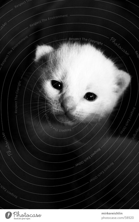 What are you looking at? Cat Black White Sincere Earnest yöö Looking Black & white photo