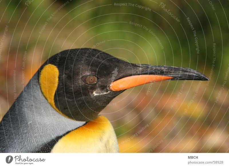 penguin eye Penguin King Beak Black Gray Yellow Animal Orange Eyes