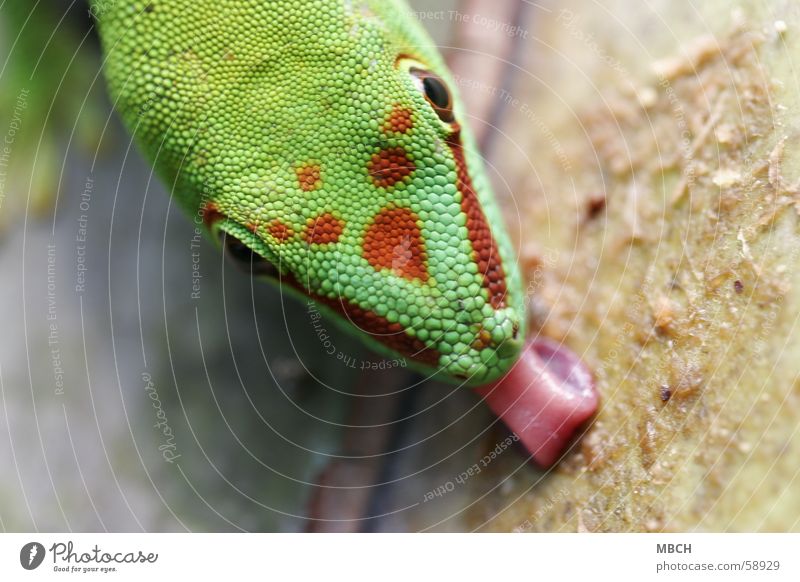 Also delicious Gecko Lick Green Red Pattern Snout Near Animal Madagascar Tongue Point Nose Macro (Extreme close-up)