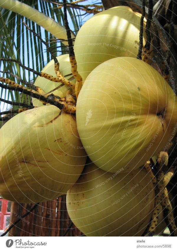 coconuts Cuba Healthy Fruit