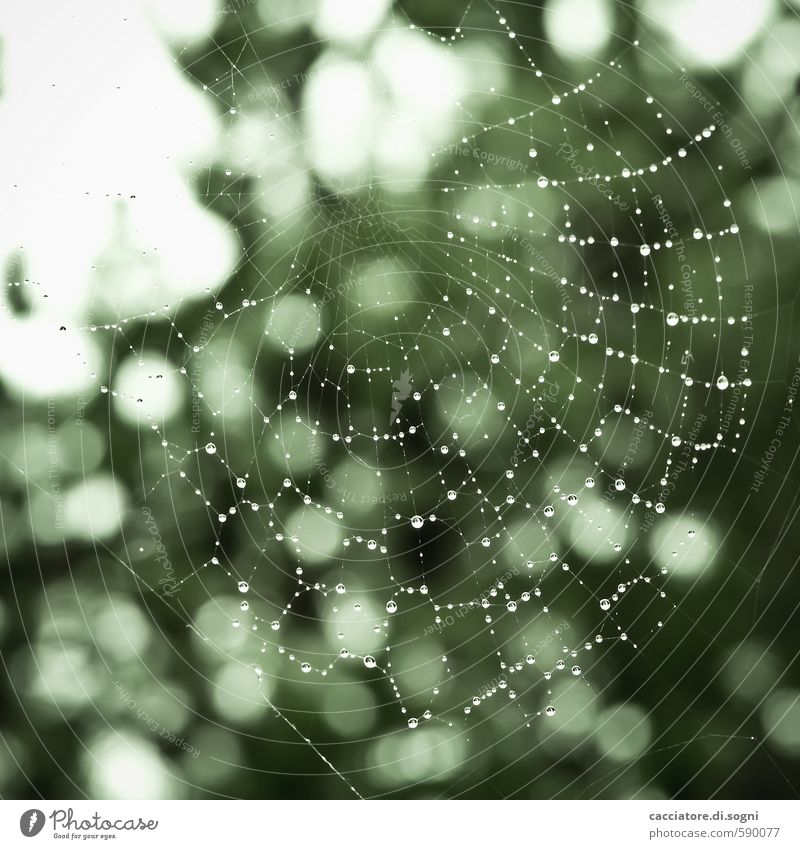 rainy Nature Drops of water Autumn Bad weather Spider's web Net Exotic Fresh Small Wet Green White Optimism Determination Patient Diligent Endurance Unwavering