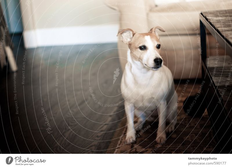 White Jack Russell Terrier Dog Sofa Living room Animal Pet 1 Sit Strong Soft Self-confident Obedient Friendship Loyalty Jack Russell terrier Companion