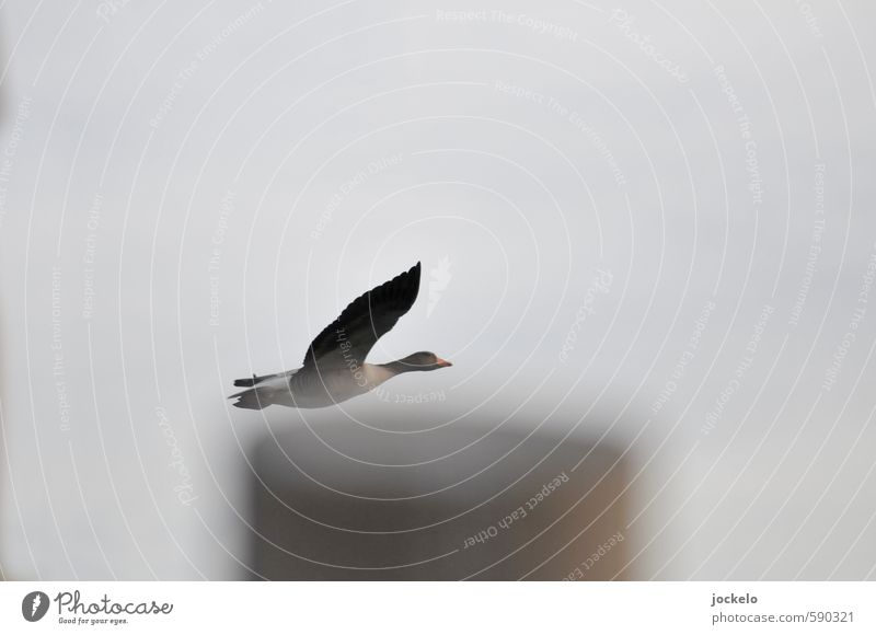 Very close Wild animal Goose 1 Animal Running Flying Feeding Bright Speed Colour photo Exterior shot Copy Space top Day Deep depth of field
