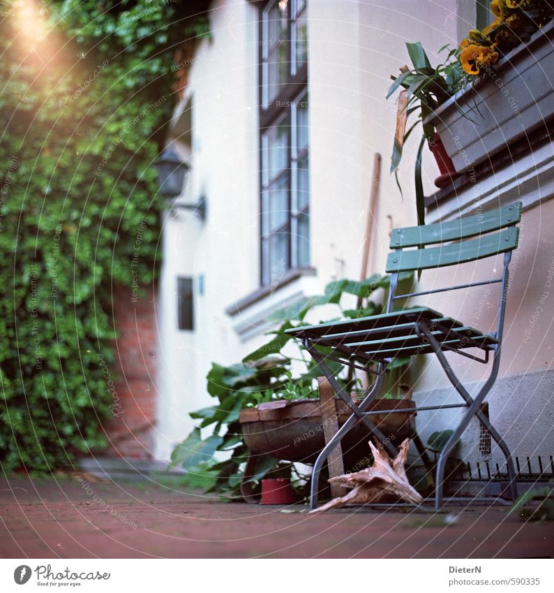 in the green Summer Flower Foliage plant Town Old town Deserted House (Residential Structure) Wall (barrier) Wall (building) Facade Garden Chair Root Flowerpot