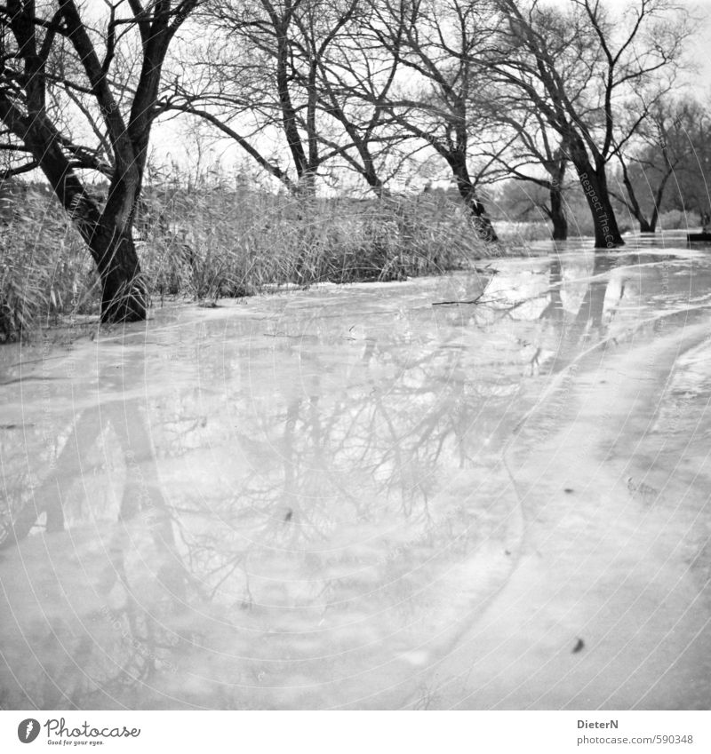 mirrors Nature Landscape Water Winter Climate Ice Frost Tree Lakeside River bank Glittering Cold Black White Surface of water Reflection Line