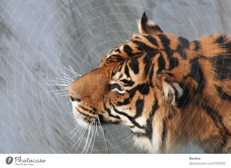 tiger Tiger Land-based carnivore Wild animal wildness Close-up