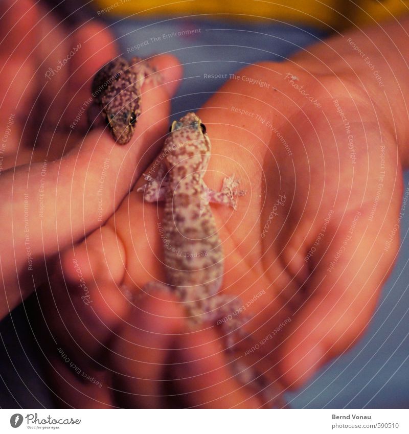First 2014 | Hand Tame Gecko Animal Night Greece Vacation & Travel Child Colour photo Exterior shot Shallow depth of field Patch Speckled Infancy Discover