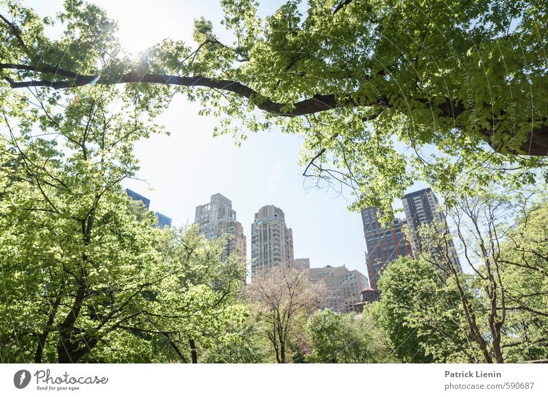 Central Park View Environment Nature Landscape Elements Sun Sunlight Spring Beautiful weather Plant Tree Forest Town Outskirts Populated Relationship Business
