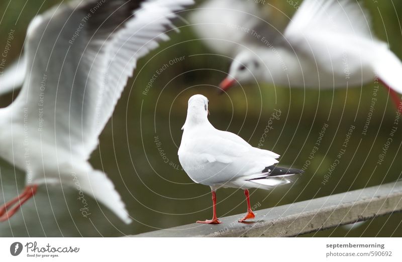 gulls Animal Bird Flock Flying Stand Green White Movement Subdued colour Exterior shot Deserted Shallow depth of field