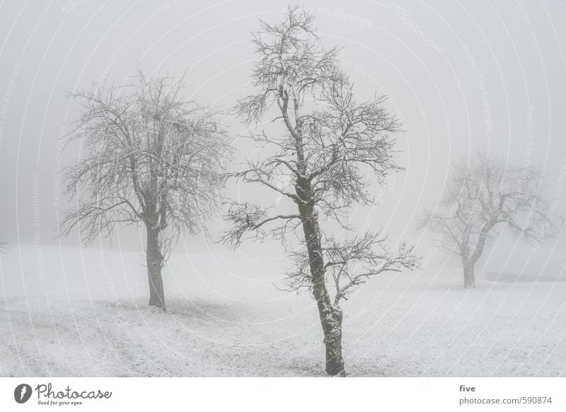 Foggy Environment Nature Landscape Clouds Winter Weather Bad weather Ice Frost Snow Snowfall Plant Tree Grass Foliage plant Meadow Field Hill Cold